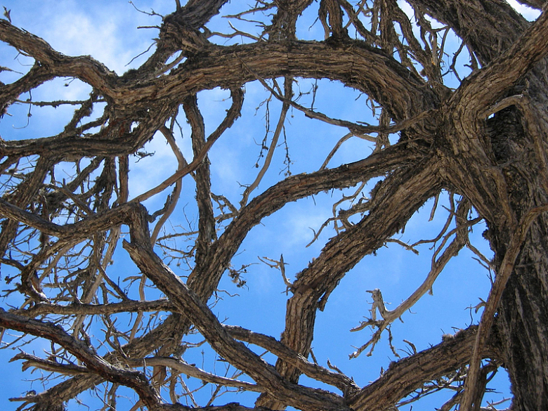 树枝天空风化摄影