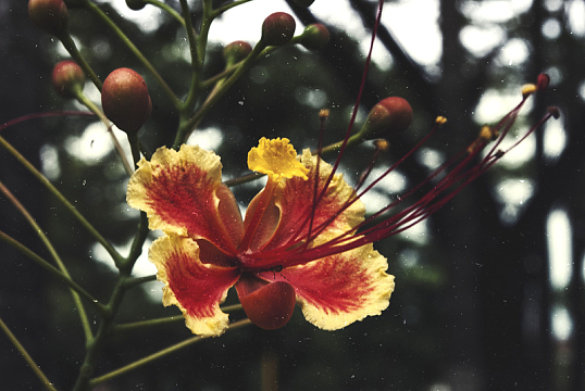 花卉自然花朵树木
