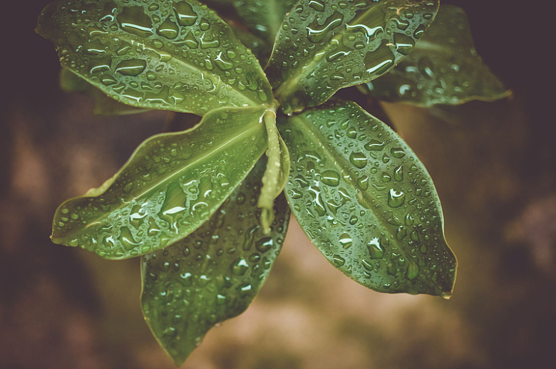 绿色植物叶子自然潮湿户外下雨