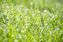 天然青草草地雨滴露水