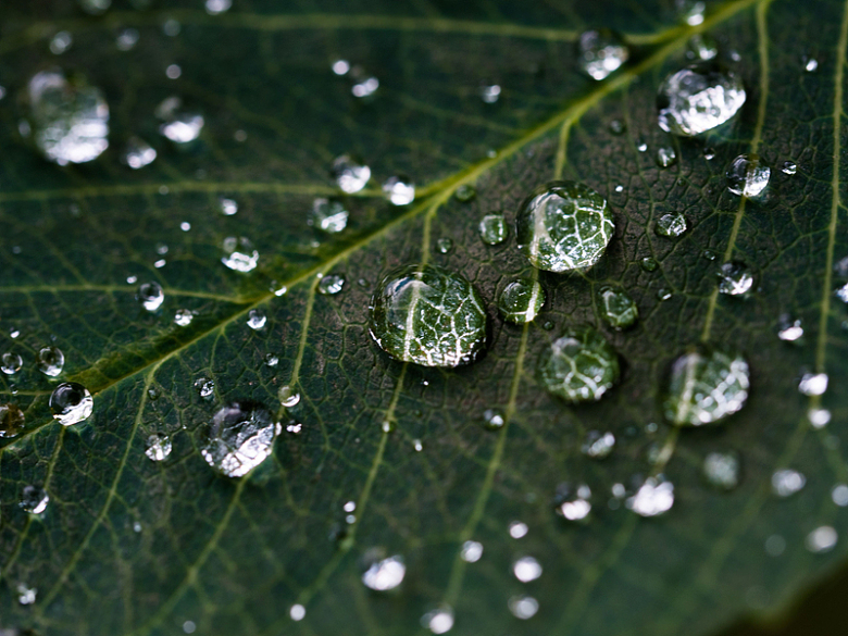 绿叶雨滴自然水滴细节