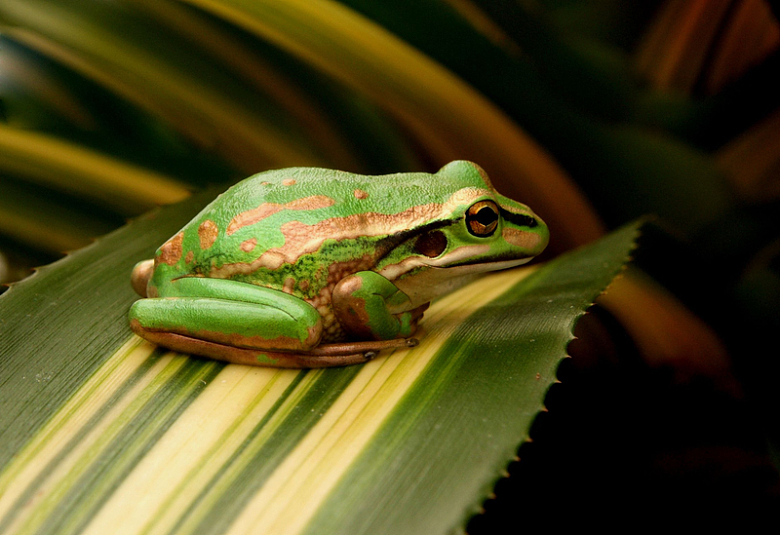 绿叶青蛙休息野生动物自然
