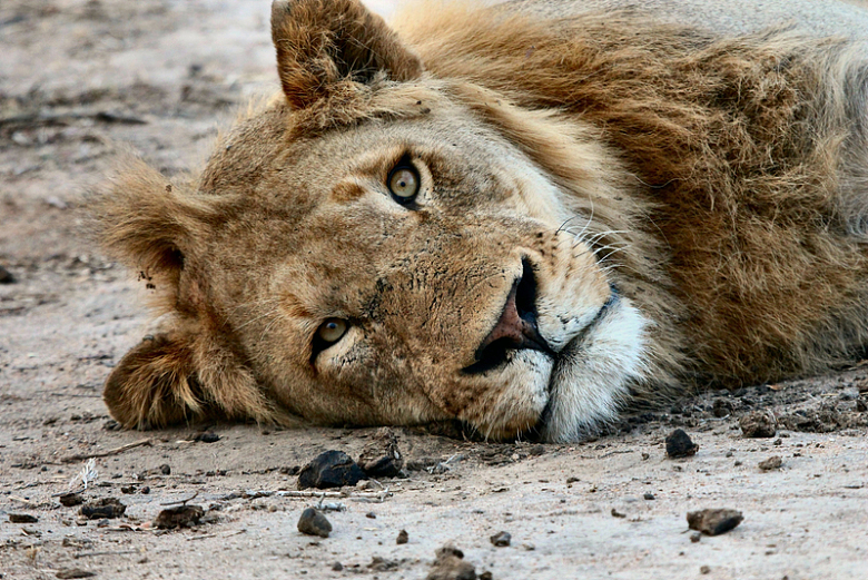 猫科动物狮子野生动物胡须躺着