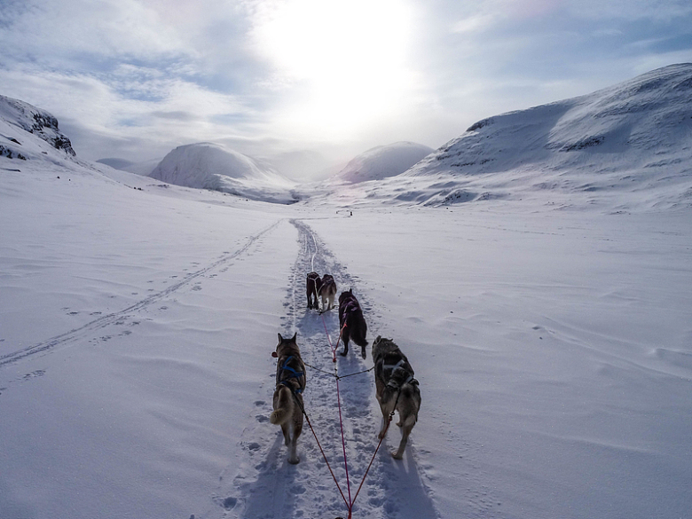 高原雪地雪橇犬自然景观
