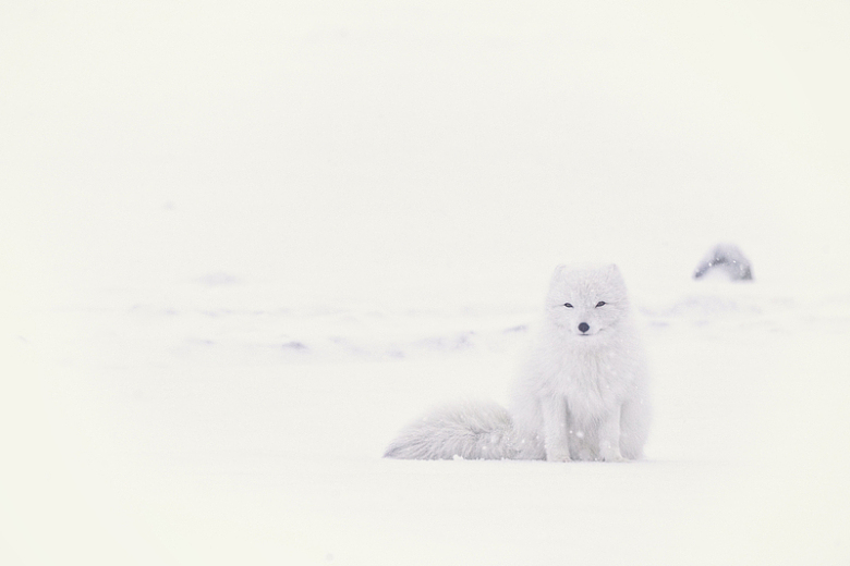 冬季雪地气候自然狐狸动物
