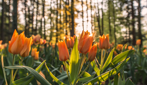 郁金香橙色花园自然树木森林