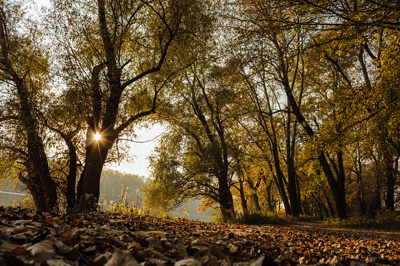 森林道路日落阳光景观秋叶树木