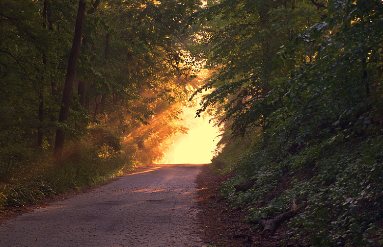 日落时分森林道路阳光光线