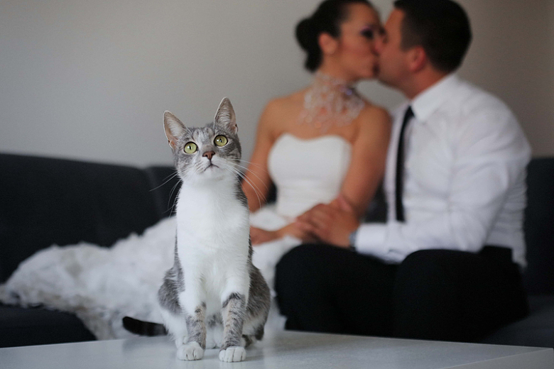 可爱猫新娘亲吻家庭浪漫魅力新郎