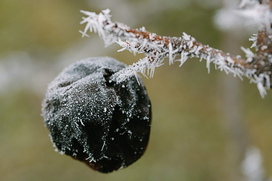 寒雪树枝户外自然结霜