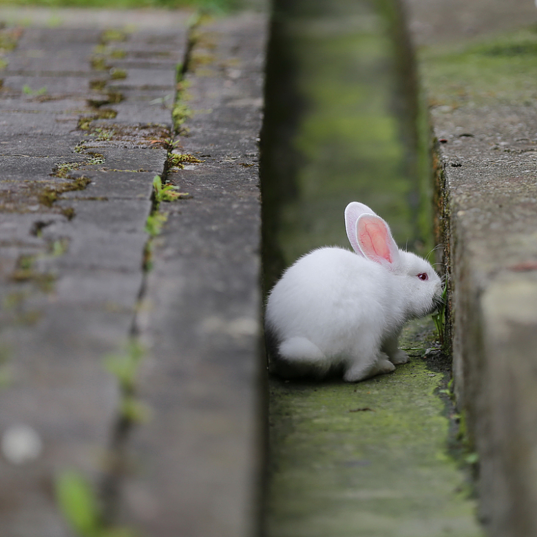 动物白色兔子宠物毛皮苔藓