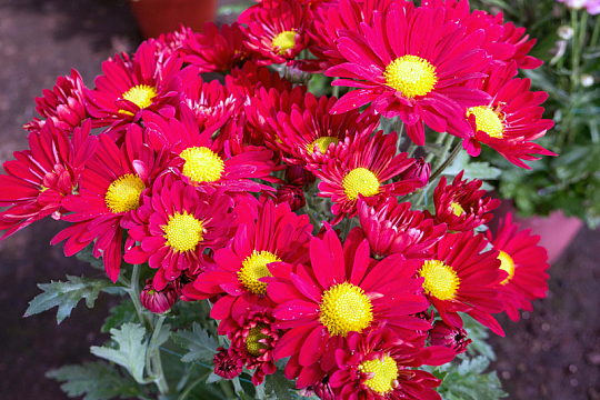 红色菊花鲜艳摄影自然