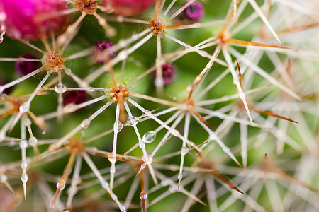 粉红色花朵仙人掌植物尖刺