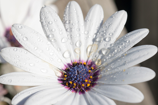 雏菊鲜花花朵摄影水珠