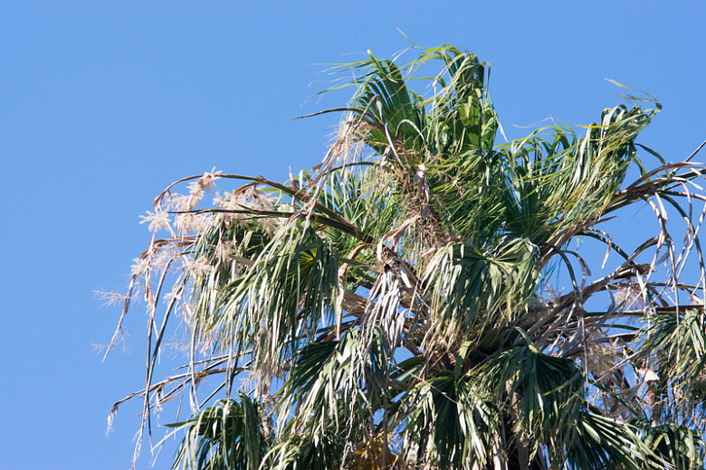 椰树树木植物树叶蓝天