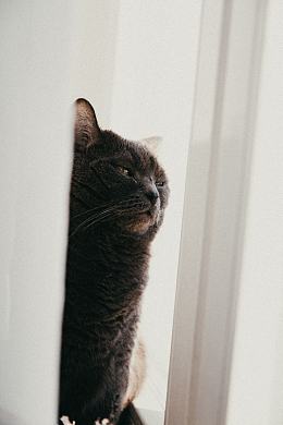 猫动物宠物门后窥视