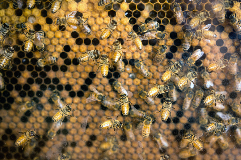 蜂巢生产蜂蜜动物昆虫