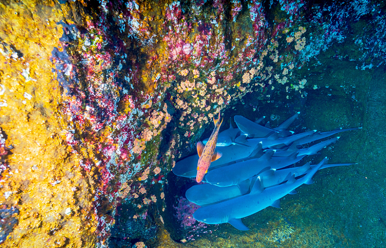 鲨鱼海洋珊瑚岩石