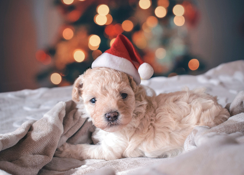 圣诞帽可爱小狗动物