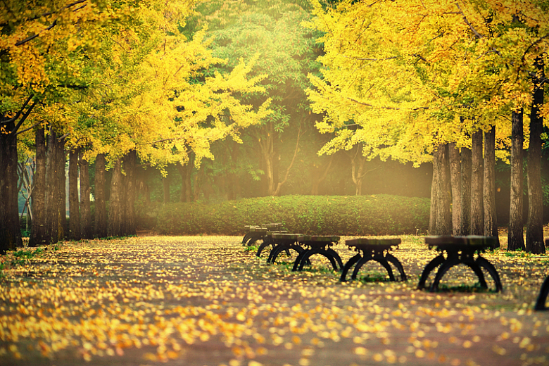 秋天金色树木公园美丽景色