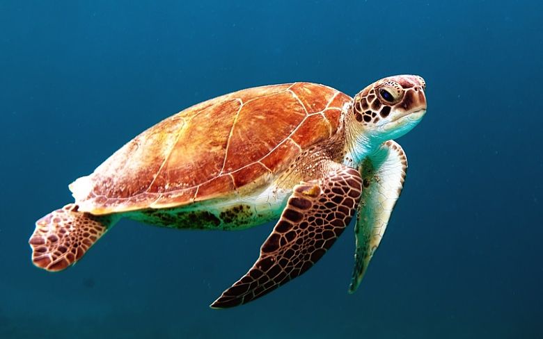 海龟海洋水中动物摄影