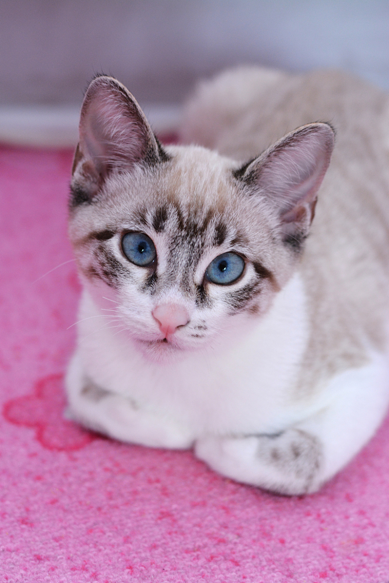 粉红色地毯暹罗猫宠物