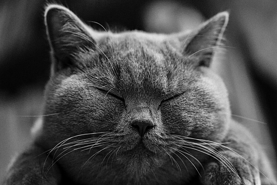 灰色猫宠物黑白