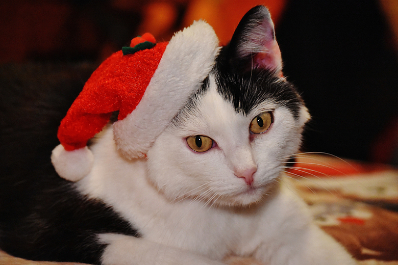 圣诞帽猫宠物花猫