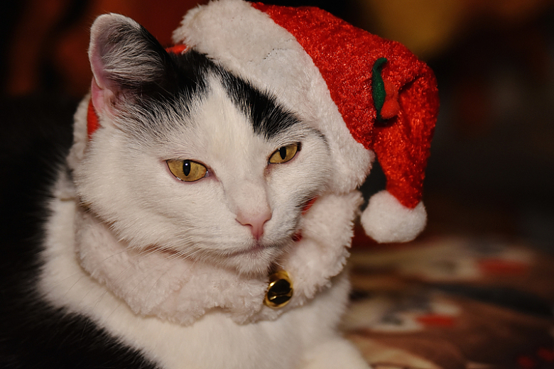 圣诞猫咪圣诞帽动物