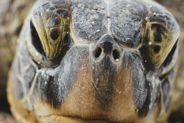 海龟乌龟动物摄影