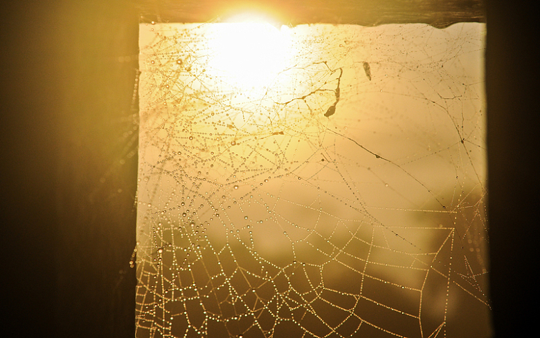 蜘蛛网阳光水珠窗户