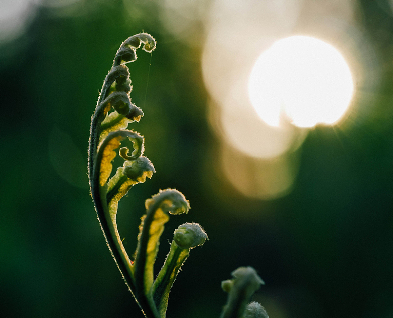 蕨类植物绿叶阳光
