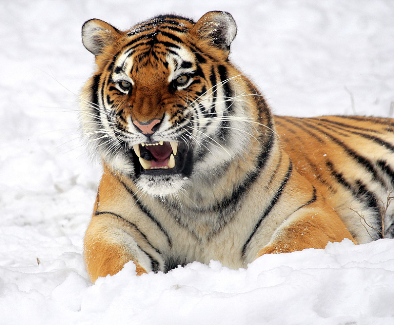 老虎动物猛兽雪地