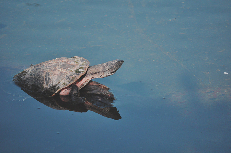 乌龟水面动物摄影