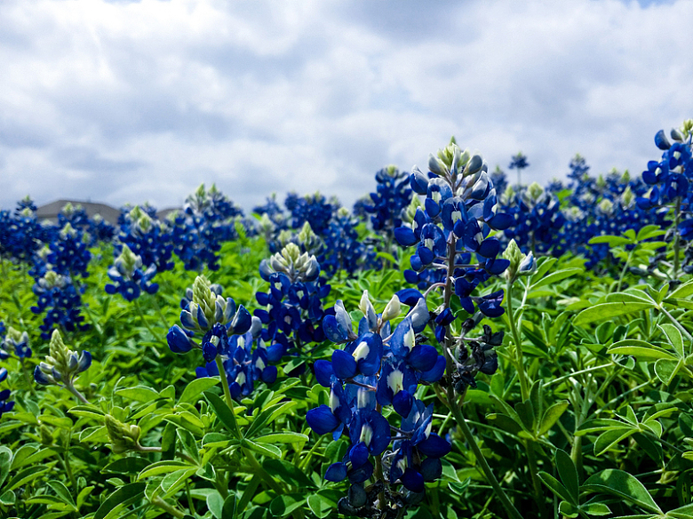 蓝色花朵鲜花自然