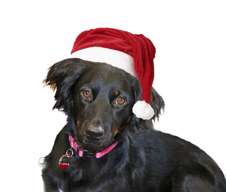 圣诞节圣诞帽狗动物黑色