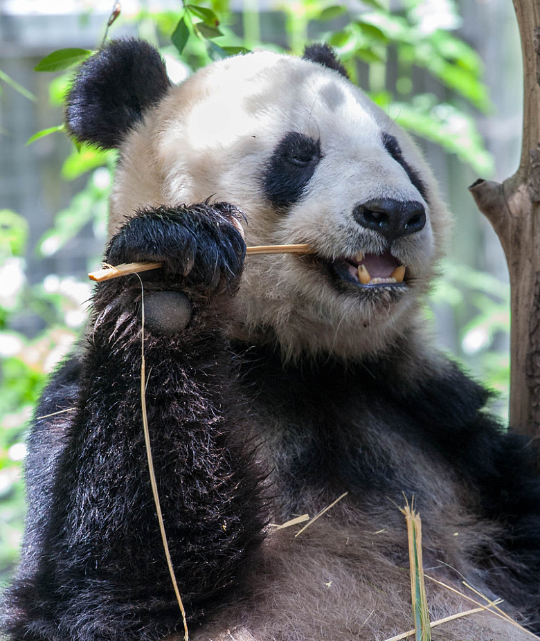 动物熊猫竹子摄影