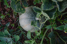 菜园绿瓜蔬菜摄影