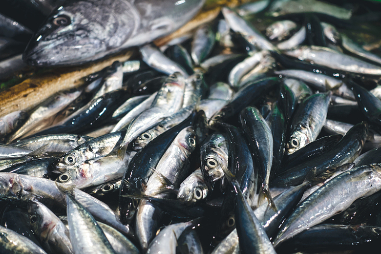 沙丁鱼海鲜市场摄影