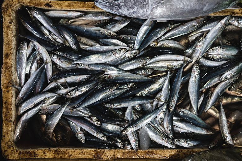 沙丁鱼海鲜市场摄影