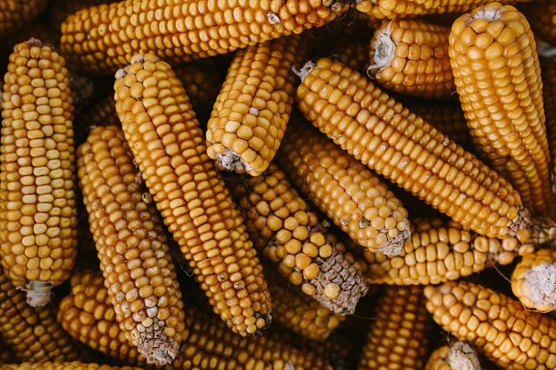 玉米棒谷物食物摄影