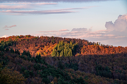 植物,野外,冷杉,冷杉,土地,针叶树,林地,日出