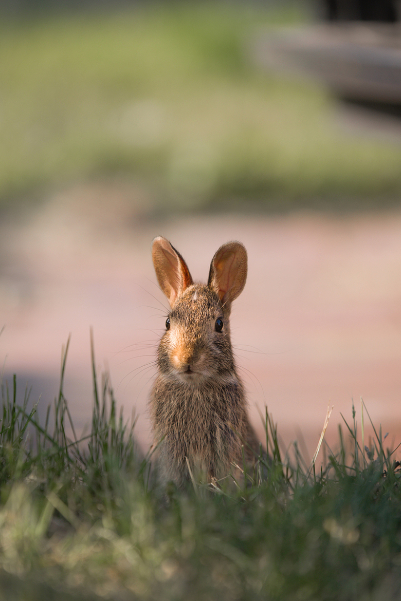 一只小兔子坐在草地上