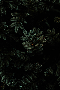 针叶树,云杉,松木,松树,紫杉,植物