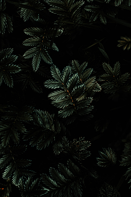 针叶树,云杉,松木,松树,紫杉,植物