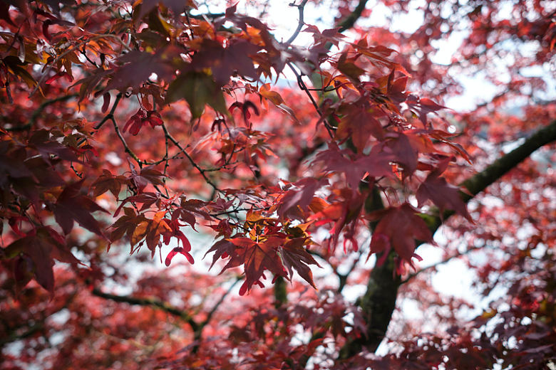 枫叶树木秋季摄影