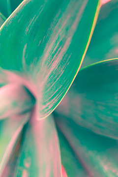 特写摄影绿叶植物