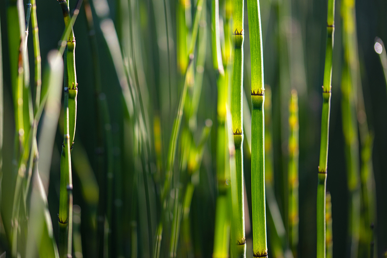 绿草植物自然阳光摄影