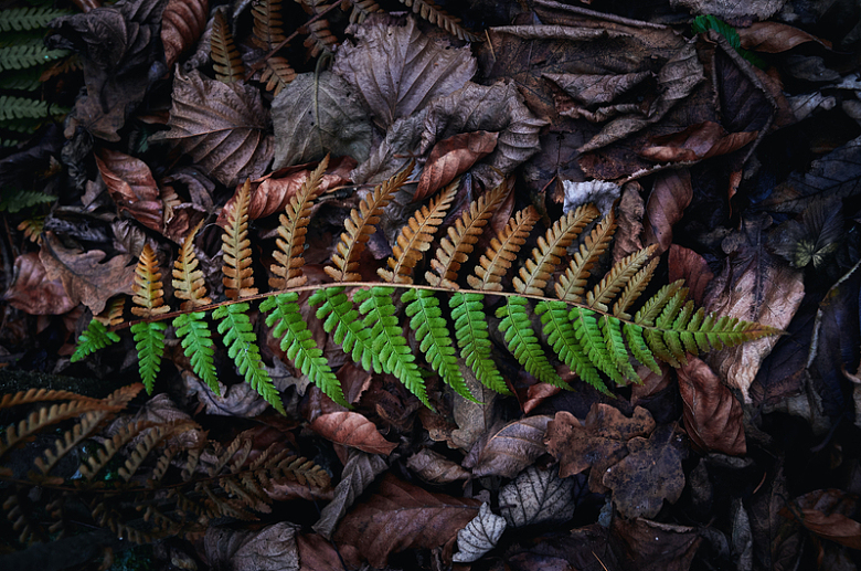 蕨类植物枯叶摄影