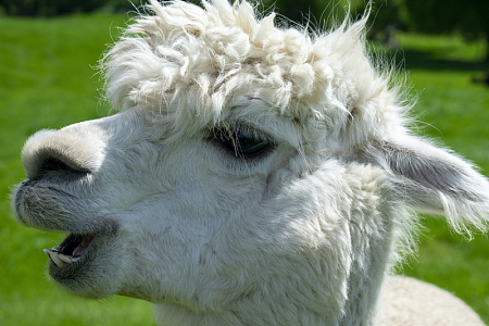 羊驼动物皮毛草地摄影